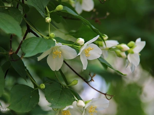 jasmine, White, Flowers, Bush
