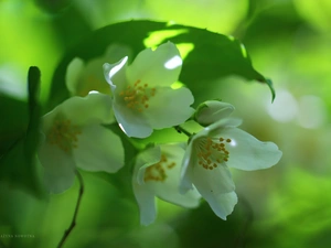 jasmine, White, Flowers, Bush