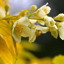 jasmine, Flowers, Bush, White