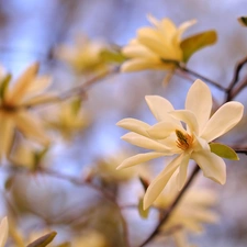 Magnolia, Flowers, Bush, White