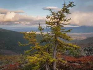 larch, Bush, Mountains, trees, autumn