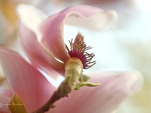 Pink, Colourfull Flowers, Bush, Magnolia