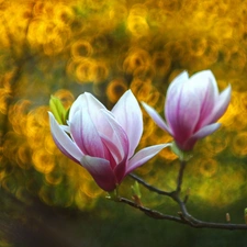 Pink, Flowers, Bush, Magnolia