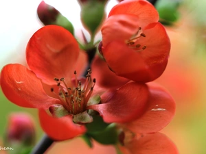 quince, Red, Flowers, Bush
