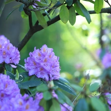 Flowers, Bush, Rhododendron, purple, Azaleas
