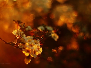Spiraea, White, Flowers, Bush