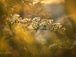 Spiraea, White, Flowers, Bush