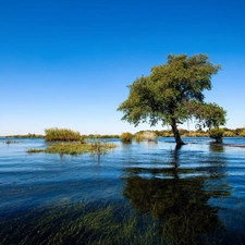 Meadow, flood, Bush, VEGETATION, trees, flooded