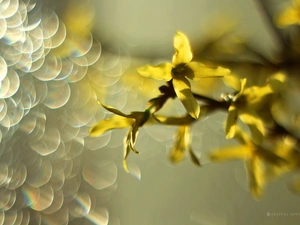 Bush, forsythia, Yellow