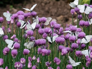 butterflies, butterfly, trefoil, White, Blossoming