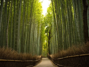 Way, bamboo, forest, by