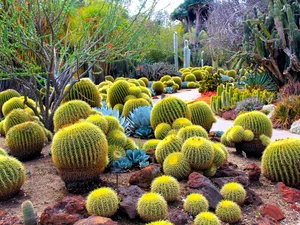 Cactus, Garden, botanical