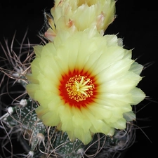 cream, Colourfull Flowers, Cactus