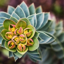 flower, Cactus