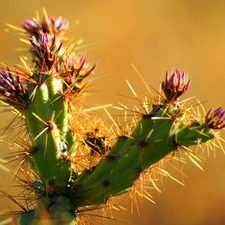 flower, Cactus