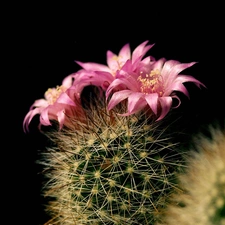 flower, Cactus