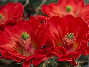 cactus, Red, Flowers
