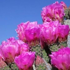 Flowers, cactus