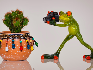 pot, composition, Camera, Cactus, strange frog