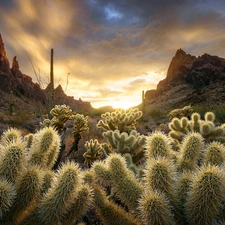 Mountains, Sunrise, clouds, Cactus