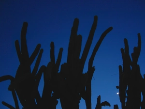 Cactus, Night