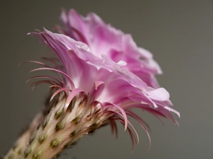 Cactus, flower, Pink