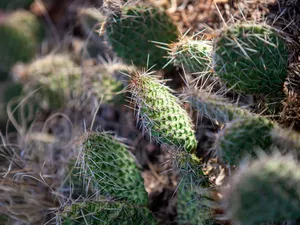 rapprochement, green ones, Cactus