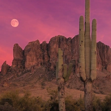 west, canyon, Cactus, sun