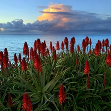 west, sea, Cactus, sun