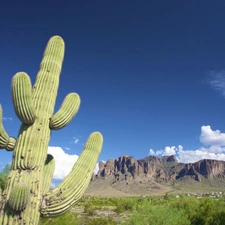 canyon, Cactus, Sky