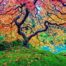 Maple Palm, Pond - car, trees, Leaf, autumn