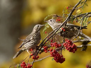Two cars, Twigs, Plant, birds
