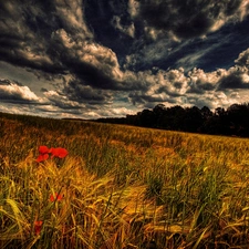 clouds, Ears, cereals, grass