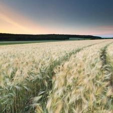 cereals, cultivation, sun, forest, west