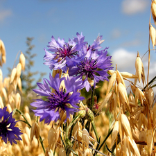 cereals, cornflowers, Ears