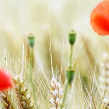 cereals, papavers, Ears