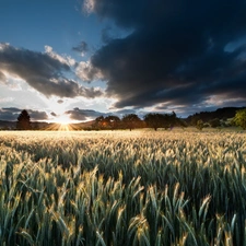 cereals, clouds, field