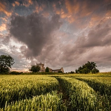 cereals, clouds, Field