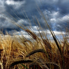 Sky, Ears, cereals, clouds