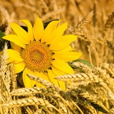 Sunflower, cereals