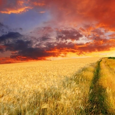 west, field, cereals, sun