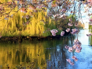 Willow, lake, Blossoming, cherry, Crying, ducks