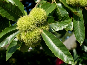 chestnut, edible