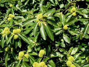 chestnut, edible