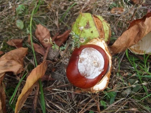 chestnut, mature, fruit