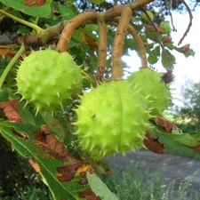 chestnut, maturing, Fruits