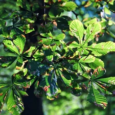 Leaf, chestnut