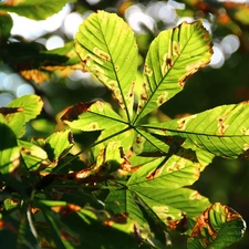 Leaf, chestnut