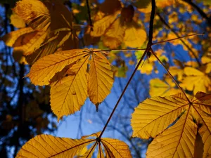 chestnut, Yellow, Leaf