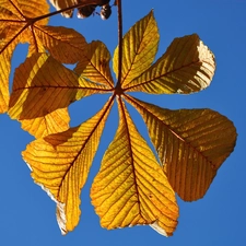 Leaf, chestnut